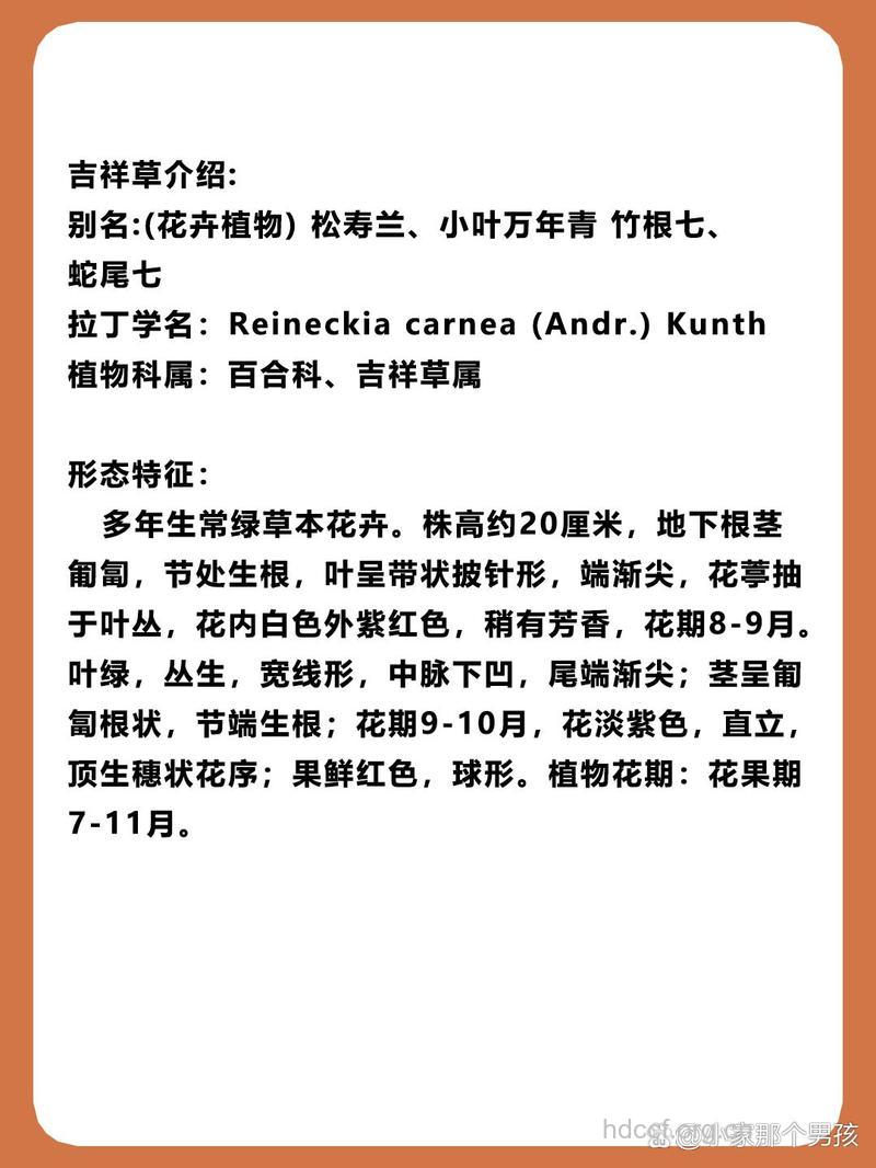 吉祥草的功效与作用
