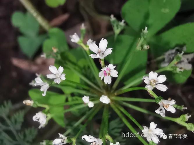 膜蕨羹瓣芹的功效与作用