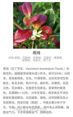 南烛的功效与作用