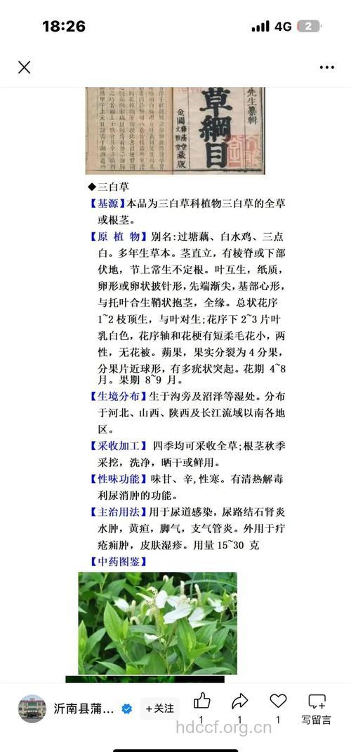 三白草根的功效与作用