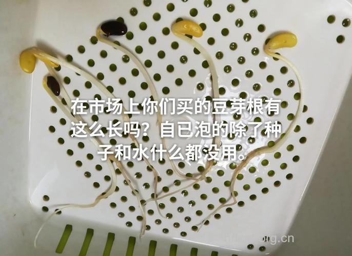 无根豆芽会不会致癌呢