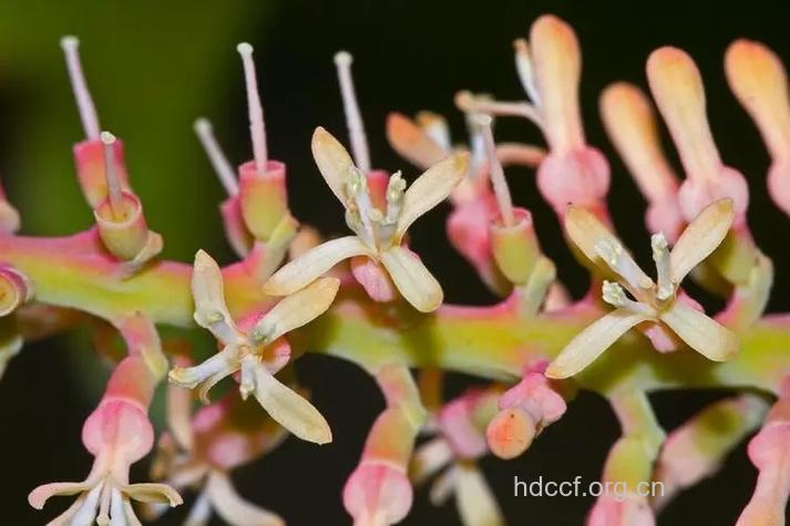 五瓣寄生的功效与作用