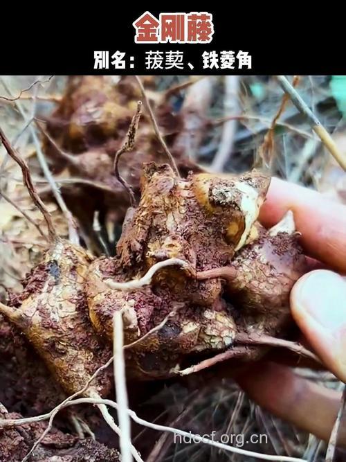 西南菝葜的功效与作用