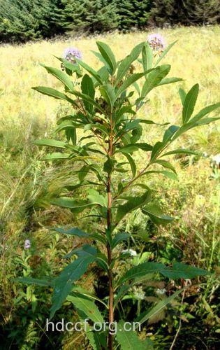 空心柳的功效与作用