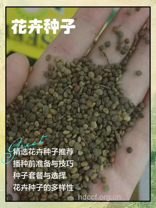小礼花种子的功效与作用