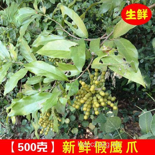 酒饼叶的功效与作用