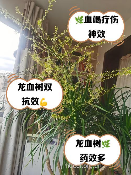 龙血树的功效与作用