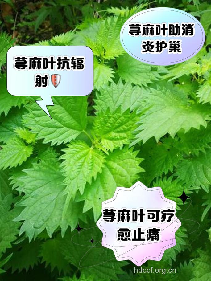 宽叶荨麻的功效与作用
