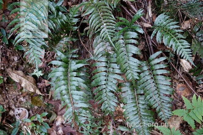 镰叶瘤足蕨的功效与作用