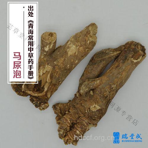 唐古特马尿泡的功效与作用