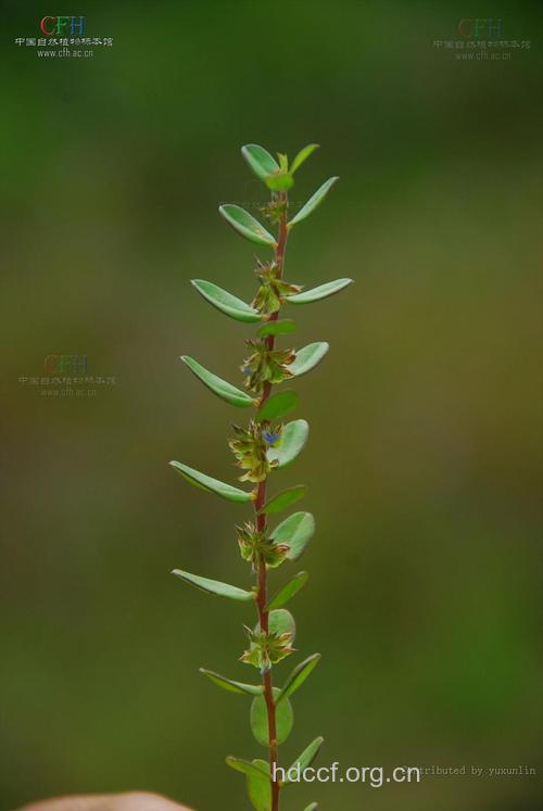 小叶密花远志的功效与作用