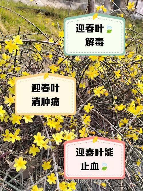 迎春花叶的功效与作用