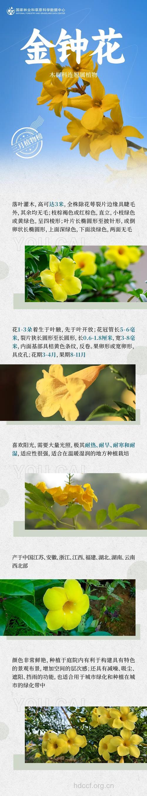 金钟花的功效与作用