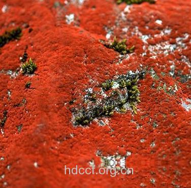 石霜的功效与作用