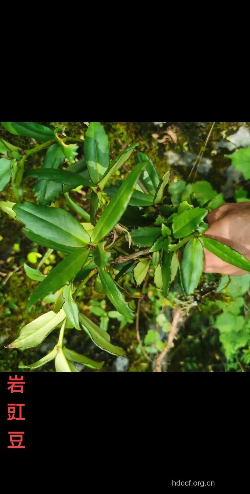 岩豇豆的功效与作用