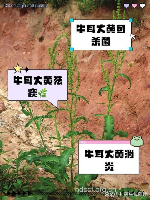 牛耳大黄的功效与作用