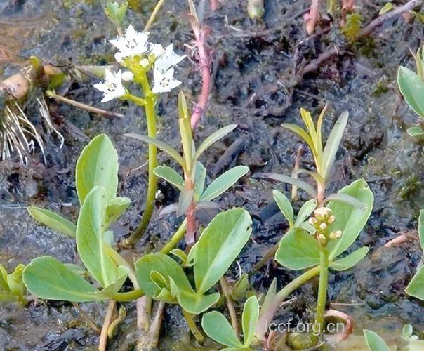 睡菜根的功效与作用