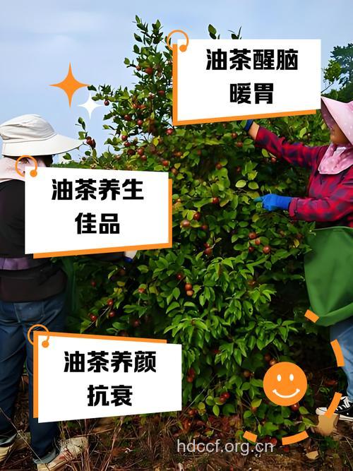 油茶根的功效与作用