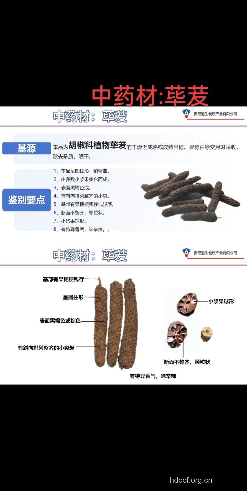 鞘菝葜的功效与作用