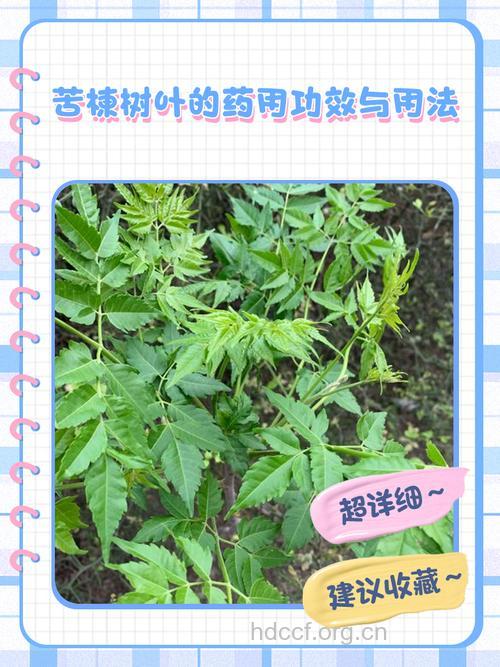 楝叶的功效与作用