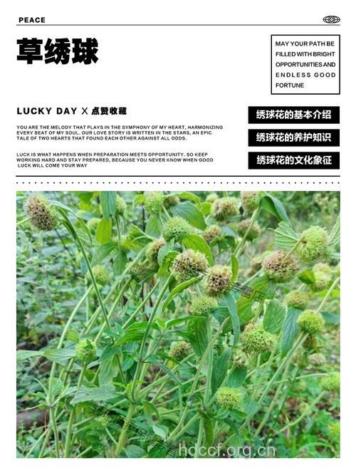 绣球防风根的功效与作用