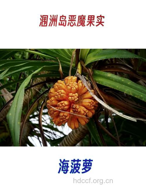 山菠萝根的功效与作用