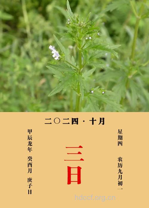 棘针的功效与作用
