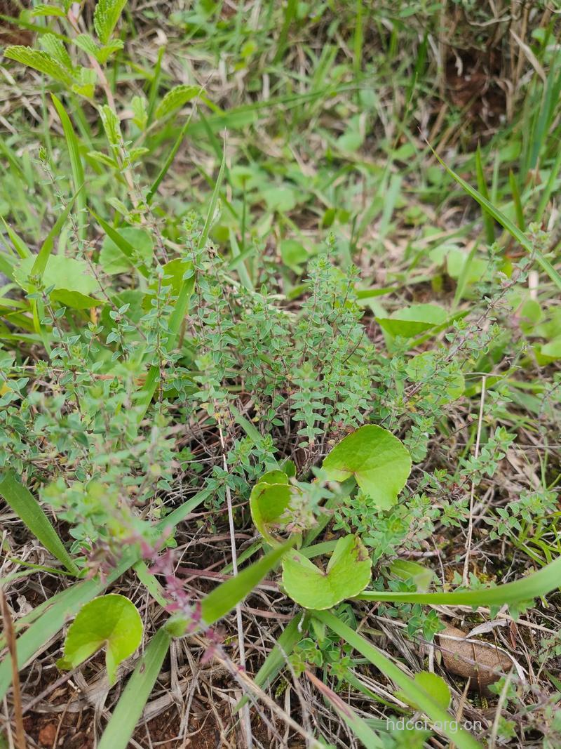 姜味草的功效与作用