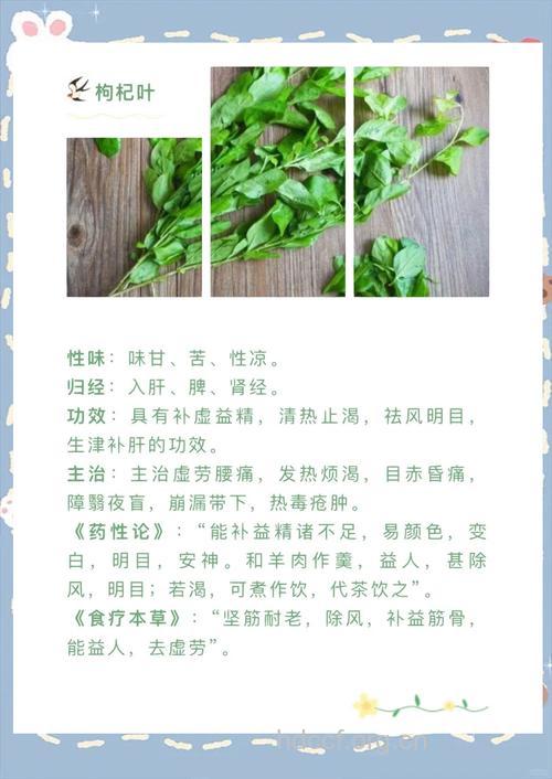 枸杞叶的功效与作用