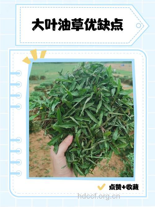油头草的功效与作用