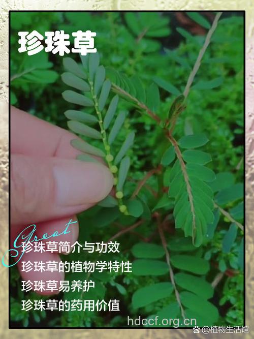 珍珠露水草的功效与作用
