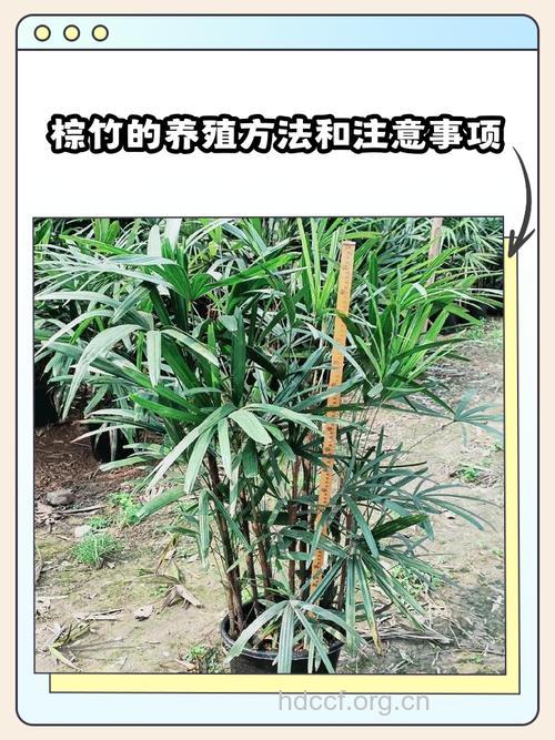 棕竹根的功效与作用