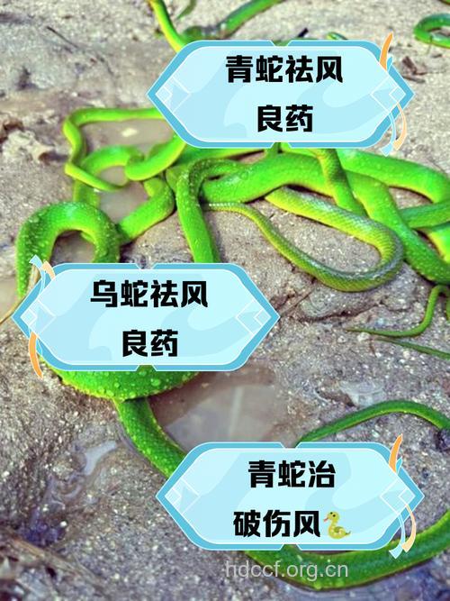 青竹蛇的功效与作用