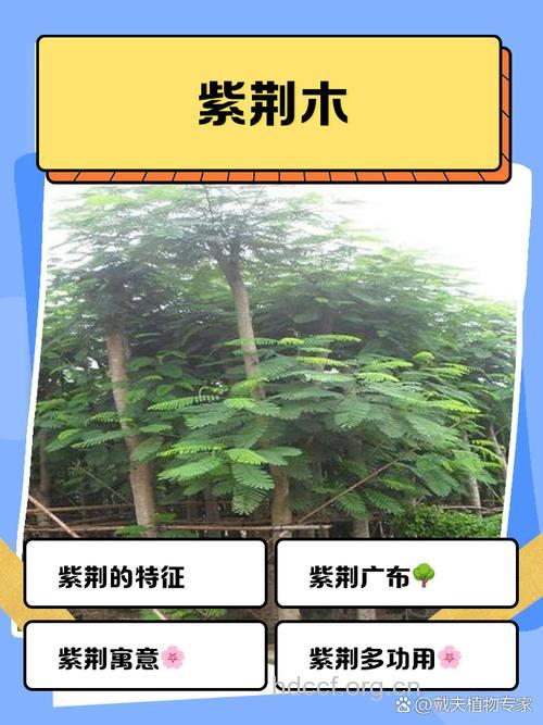 紫荆木的功效与作用