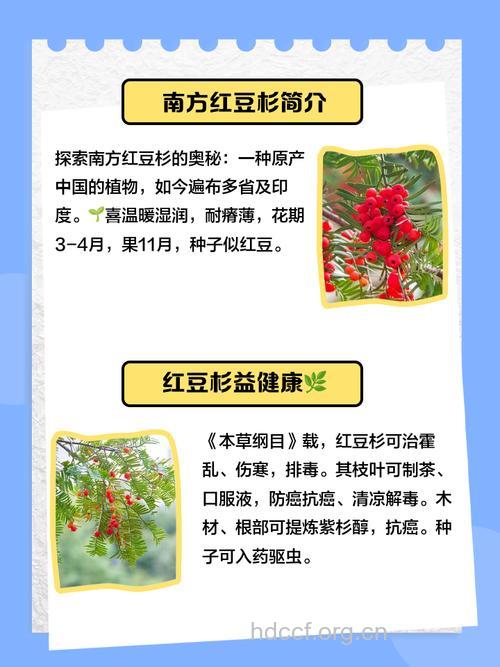 南方红豆杉的功效与作用