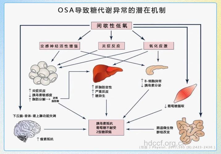 研究：糖尿病相关基因来源决定其作用