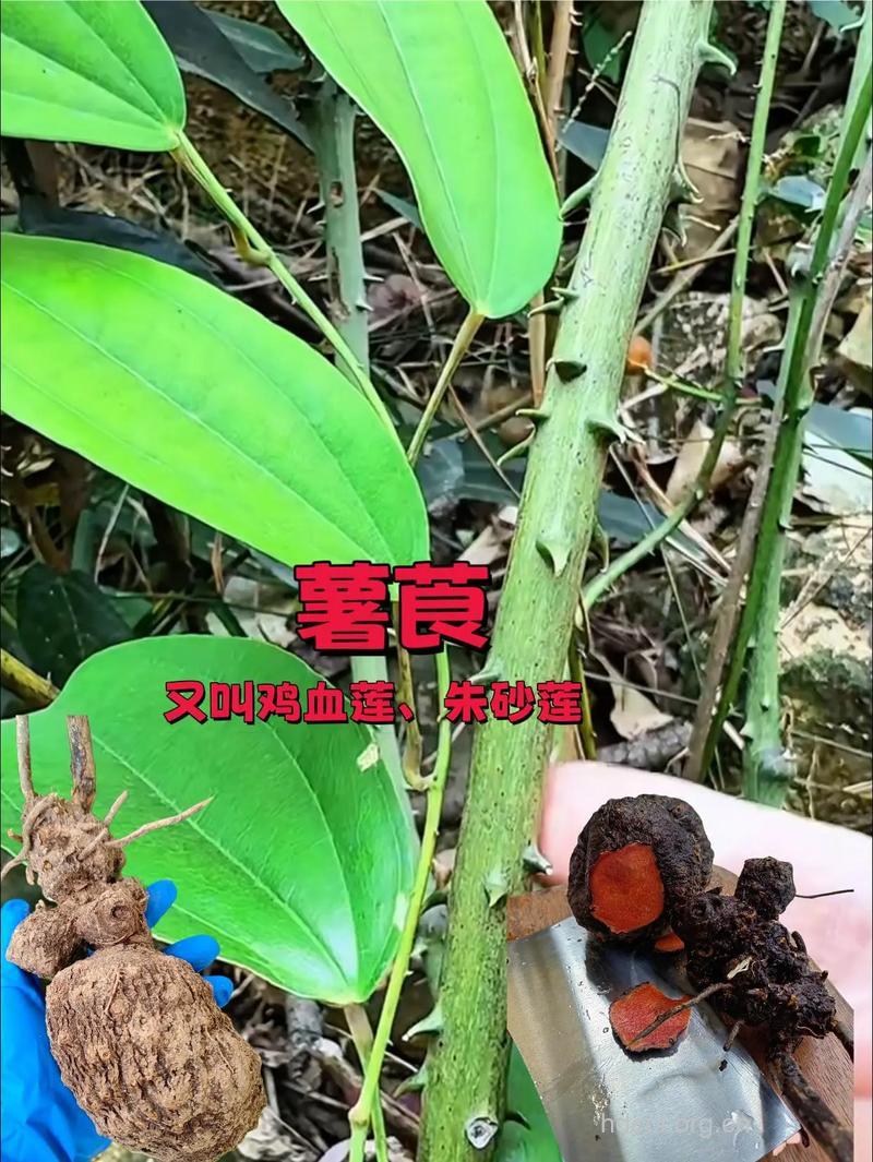 鸡雪莲的功效与作用