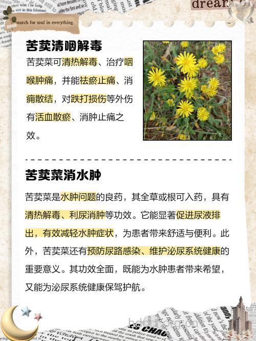 苦荬菜的功效与作用