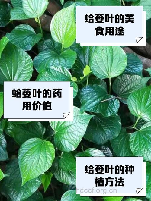 癞树叶的功效与作用