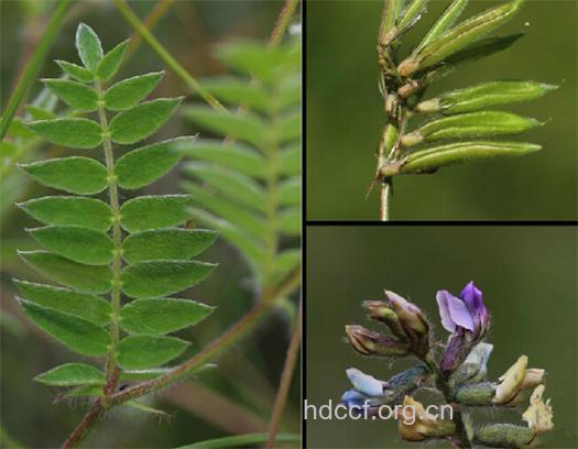 醉马草的功效与作用