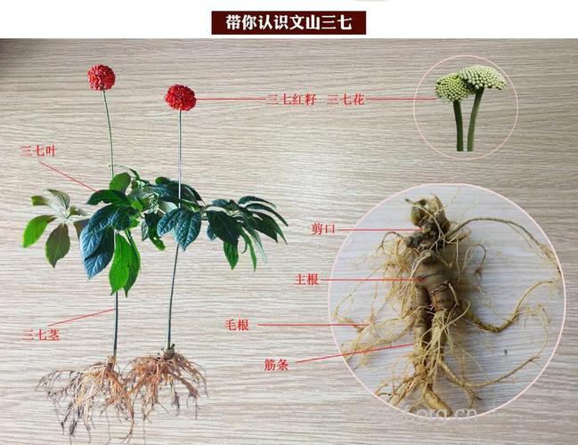 头发七的功效与作用