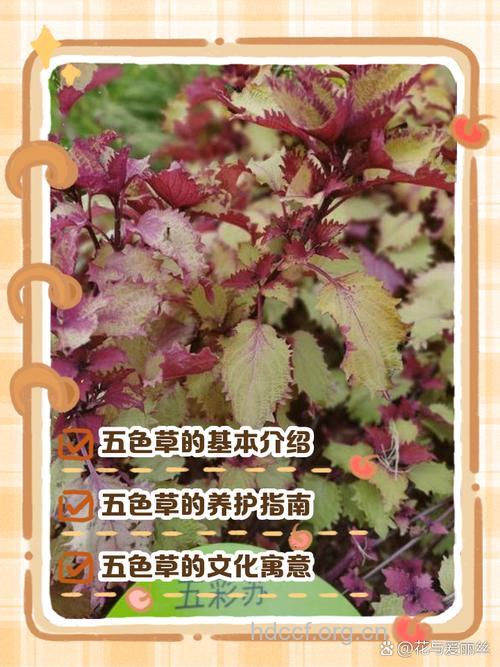 五色草的功效与作用