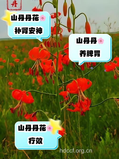 山丹的功效与作用