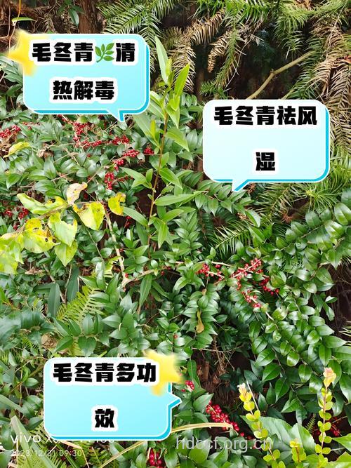 云南冻青叶的功效与作用