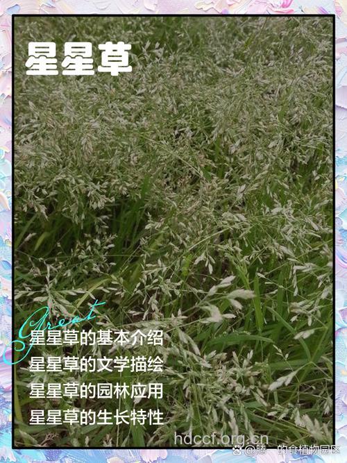 星星草的功效与作用