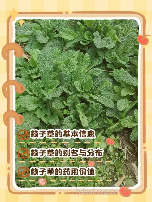 癞皮根的功效与作用