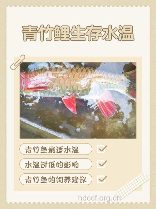 竹鱼的功效与作用