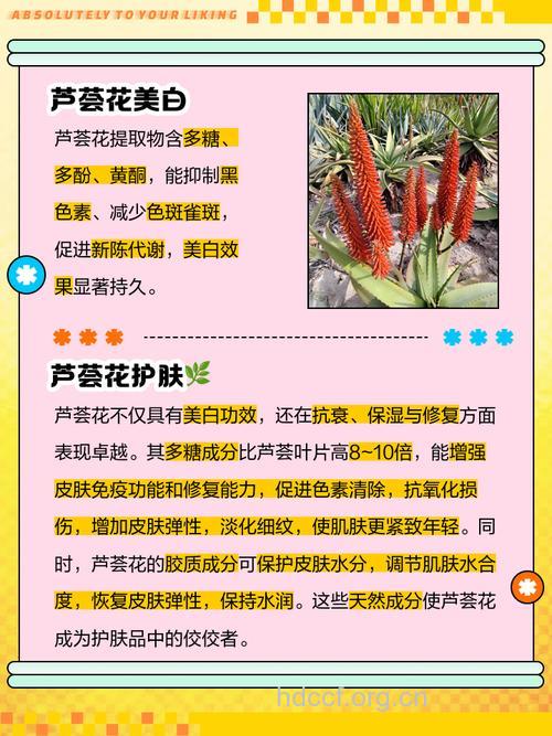 芦荟花的功效与作用