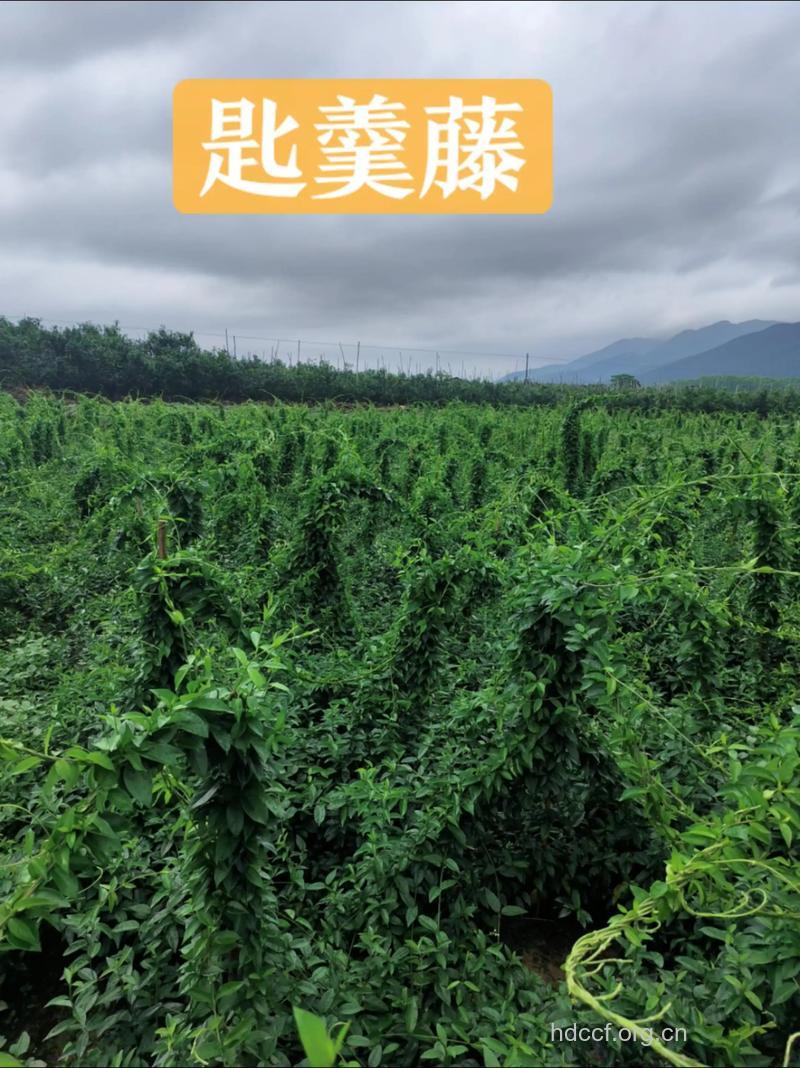 匙羹藤的功效与作用