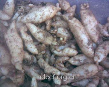 金刚一棵蒿的功效与作用